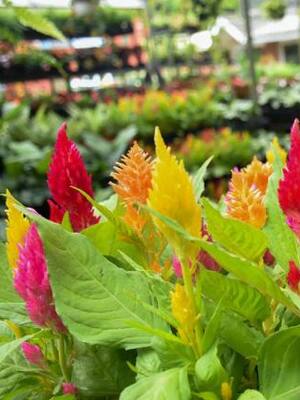 El adiós de las plantas