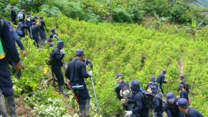 Mapa de coca en Colombia