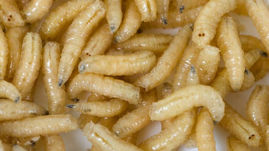 ¿Qué es el gusano barrenador? Declaran alerta por caso en Costa Rica