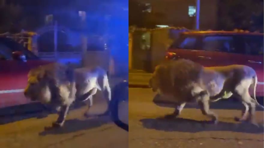 León se escapa de un circo en Ladispoli, Italia, y se pasea por las casas