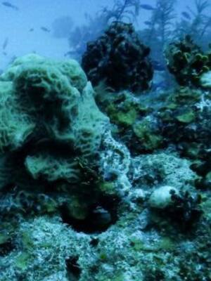 Colombia azul | Columna de Carlos Eduardo Correa Escaf