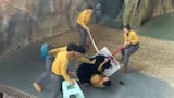 Video: un oso atacó a su cuidador durante show en China