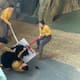 Video: un oso atacó a su cuidador durante show en China