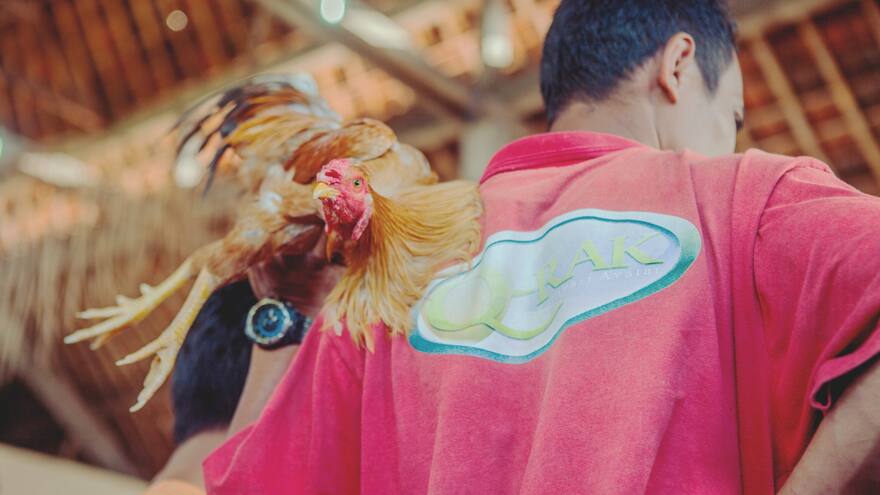 Animalistas continúan lucha contra las peleas de gallos en Colombia