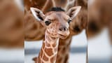 Eugene, la jirafa bebé que conquista las redes desde su nacimiento en el zoológico de Toledo