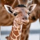 Eugene, la jirafa bebé que conquista las redes desde su nacimiento en el zoológico de Toledo