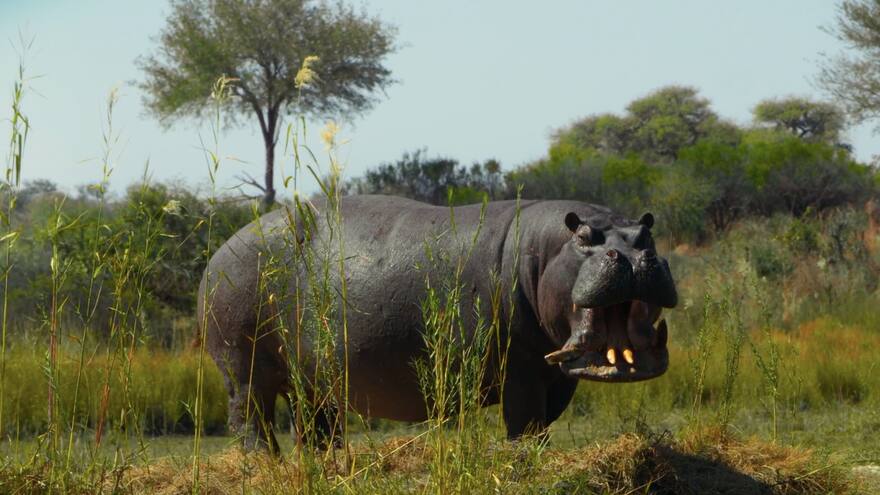 La película ‘Pepe’, inspirada en el hipopótamo de Escobar, estrena en Barranquilla