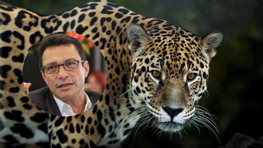 Ofrecen $5 millones por información de los asesinos del jaguar en la Sierra