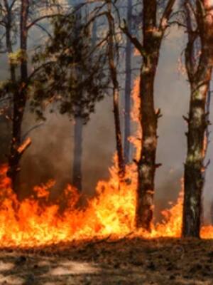 La Tierra en llamas| columna de Catalina Rojano O.