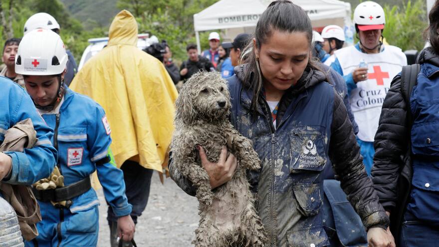 Rescatan a perro en medio de tragedia de Quetame, Cundinamarca