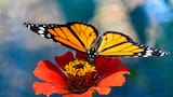 Video: de Canadá a México, el increíble viaje de la mariposa monarca