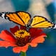 Video: de Canadá a México, el increíble viaje de la mariposa monarca