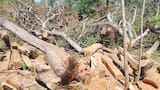 Corpocesar interviene tala ilegal de árboles a orillas de fuente hídrica en Chimichagua