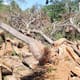 Corpocesar interviene tala ilegal de árboles a orillas de fuente hídrica en Chimichagua