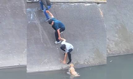 Video: mediante una cadena humana vecinos pudieron salvar a un perro que se cayó a un caño