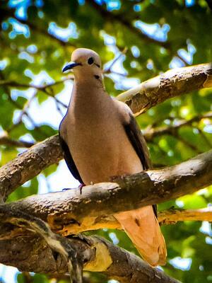 Proteger la biodiversidad