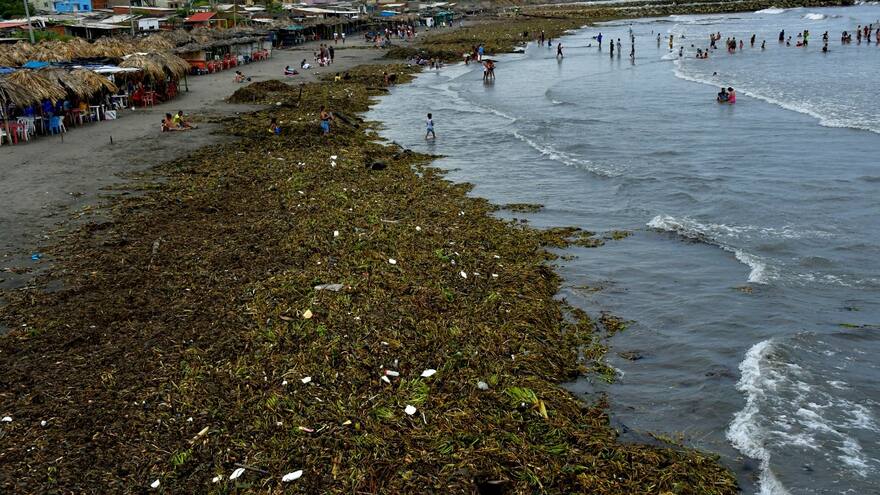 Tarulla 'invade' playas en el municipio de Puerto Colombia