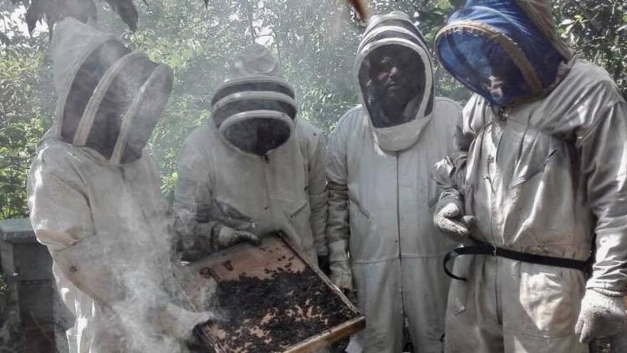 Muerte masiva de abejas en Córdoba es motivo de investigación