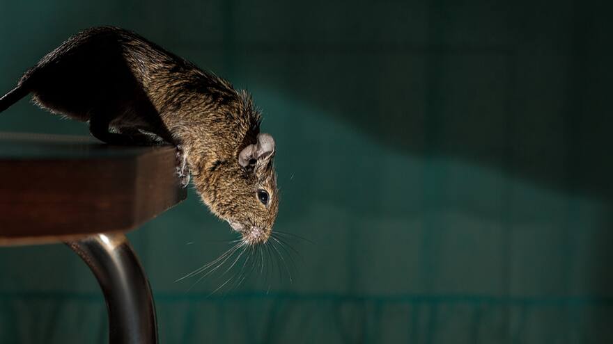 Adolescente parapléjica es atacada por ratas en su cama