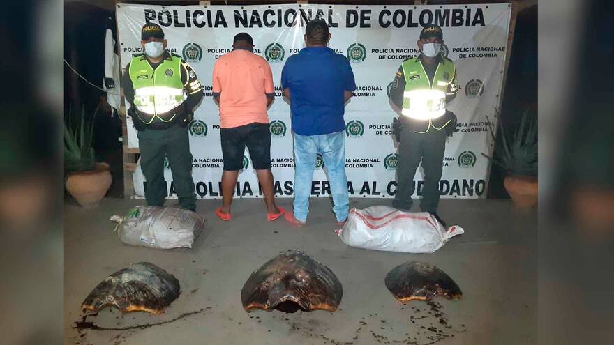 Traficantes ilegales sacrificaron una tortuga de 200 años de vida