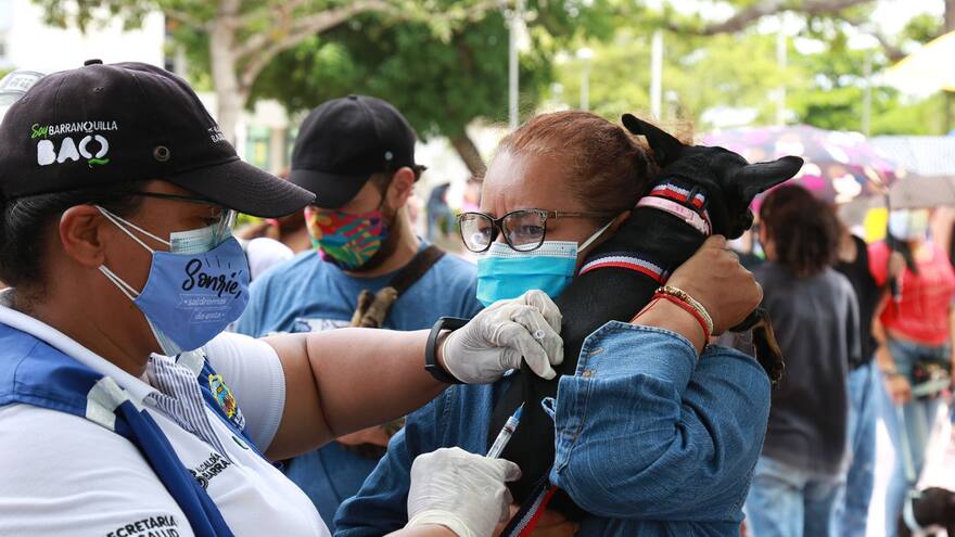 Barranquilla: 20 años sin casos de rabia humana transmitida por animales