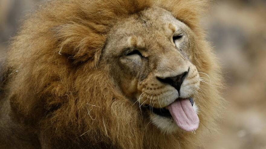 La voz humana asusta más a los animales que el sonido del león