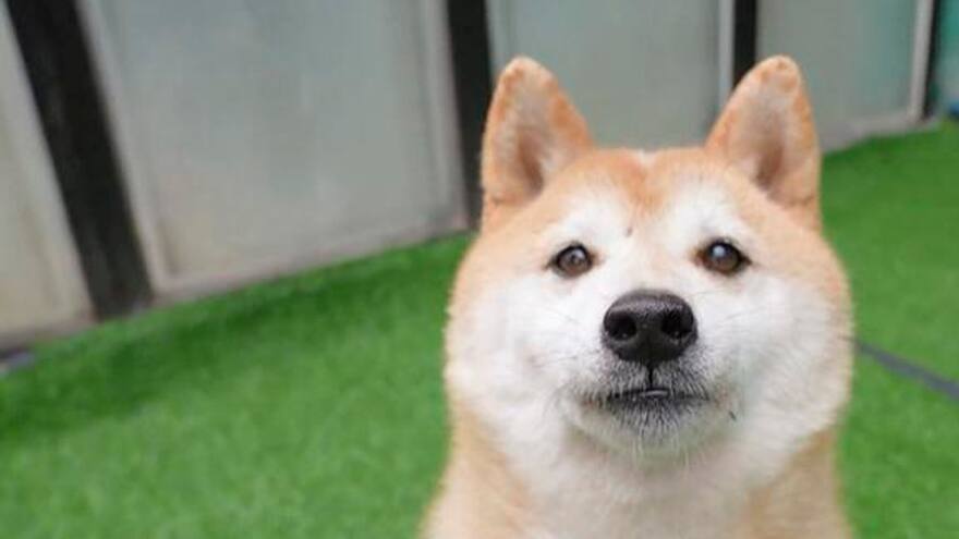 Perro abandonado hace siete años fue subastado por 25 mil dólares