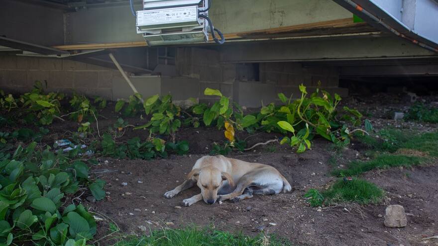 Indignación por casos de maltrato animal en Atlántico