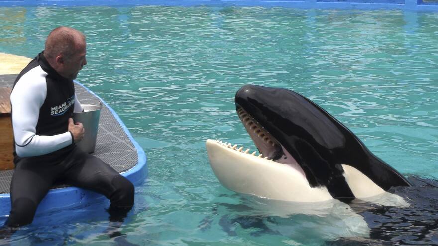 Liberarán a la orca Lolita tras permanecer 50 años cautiva en un acuario en Estados Unidos