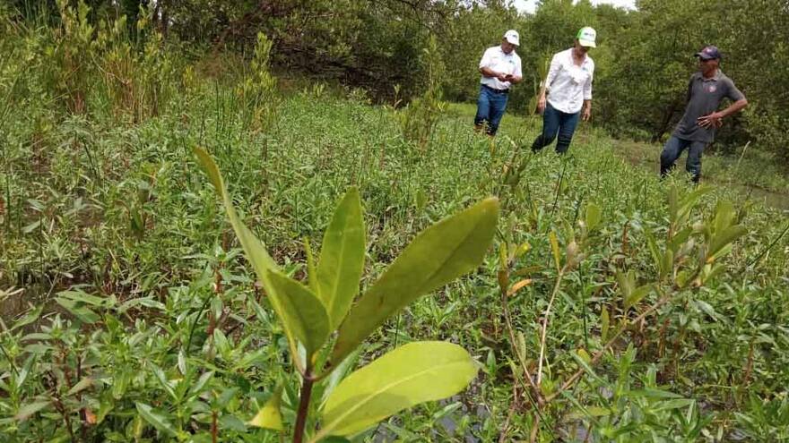 Puerto Palermo siembra 15 mil mangle rojo en la Ciénaga Grande