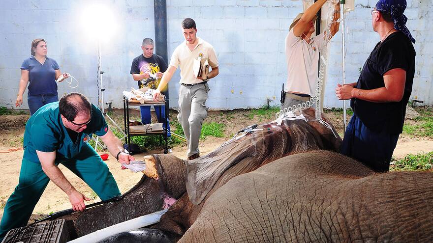 El elefante Tantor visita nuevamente al dentista