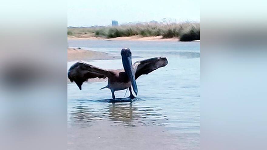 Pelícano fue atacado a cuchillo en Riohacha