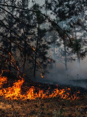 ¿Negociaciones climáticas, una historia de terror?| columna de Isidoro Hazbun