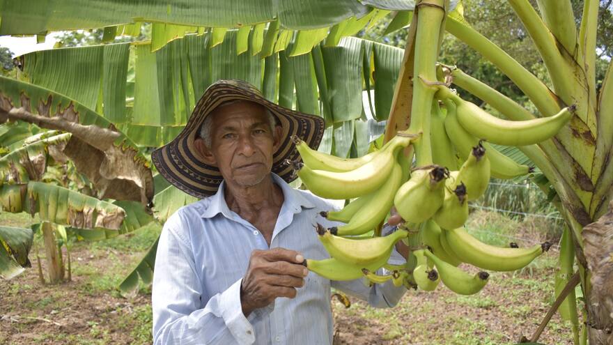 ADR fortalece la seguridad alimentaria en Magangué con el cultivo de plátanos
