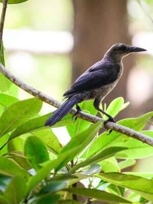 Un tesoro al lado de casa   | Columna de Daniela Cepeda Tarud