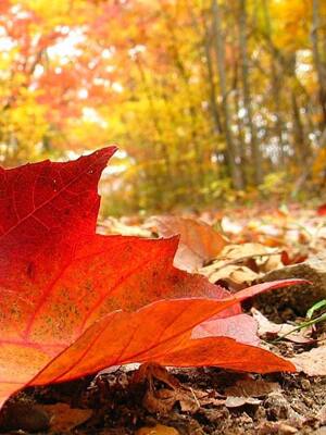 ¡Equinoccio de otoño!