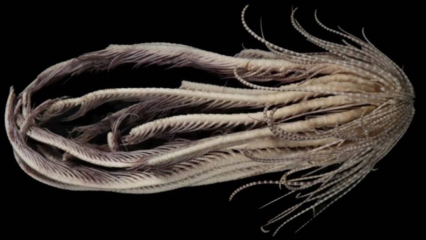 Encuentran en la Antártida extraña criatura con 20 brazos