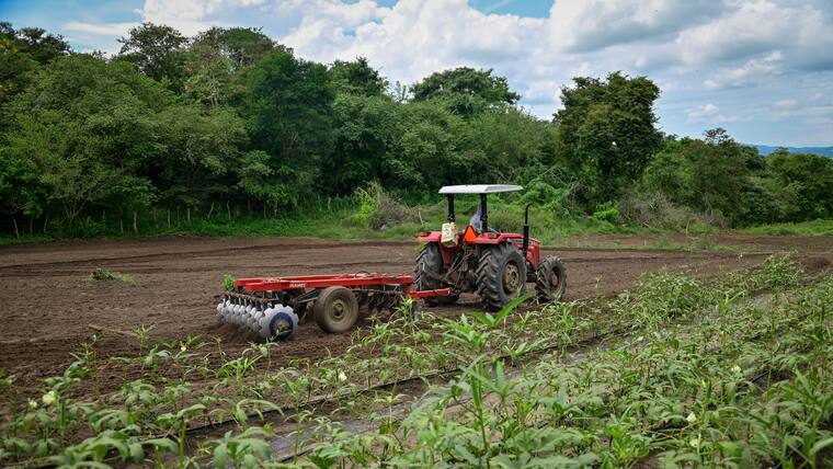 La Okra: el Oro verde que se cultiva en el Atlántico
