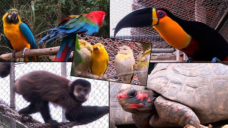 Así ayudan en Río a los animales para que vuelvan a su hábitat