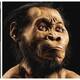 ¿Cómo era el Homo naledi, la nueva especie humana hallada en Sudáfrica?