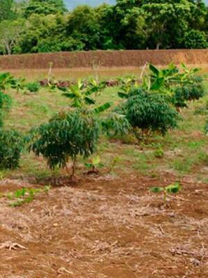 El campo olvidado | Columna de José Félix Lafaurie