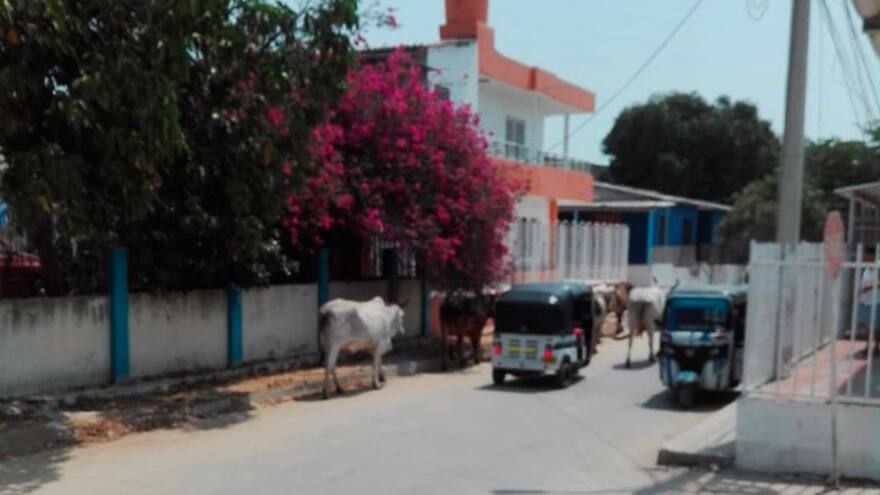 Vacas sin control por las calles del Concord