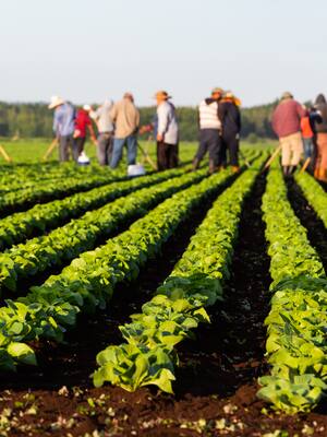 Cambio de ministra y de estrategia | Columna de Indalecio Dangond