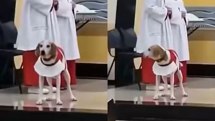 Video: Sacerdote adoptó a un perro callejero y lo viste como monaguillo para la misa