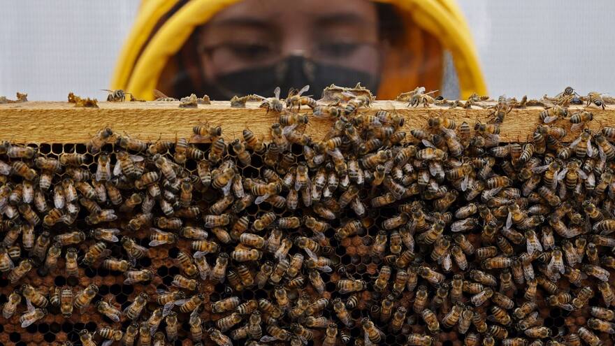 Patentan una fórmula para proteger a las abejas de los insecticidas