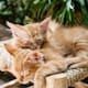 ¿Por qué los gatos suelen maullar en las puertas cerradas?