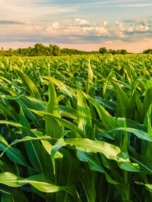 Desarrollo agropecuario| columna de Hernán Baquero Bracho