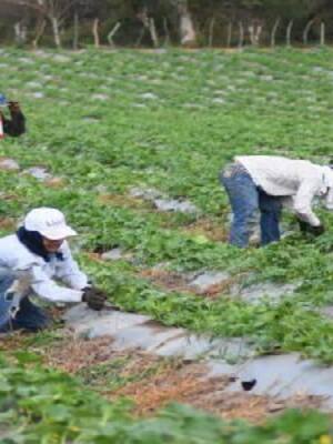 Tierra y pobreza rural | Columna de José Félix Lafaurie