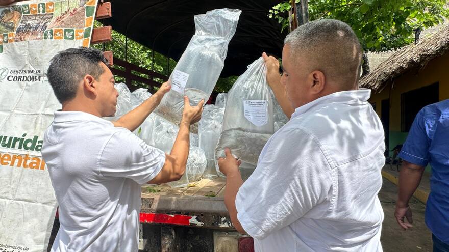 La Ciénaga de Betancí es beneficiada con repoblamiento pesquero