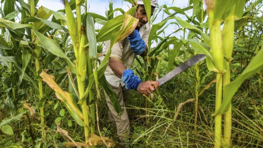 El 2 de junio se celebra el Día del Campesino en Colombia. Esta es la razón de esta fecha